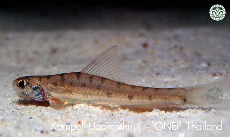 Ellopostoma mystax