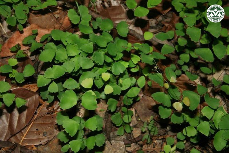 Adiantum erylliae