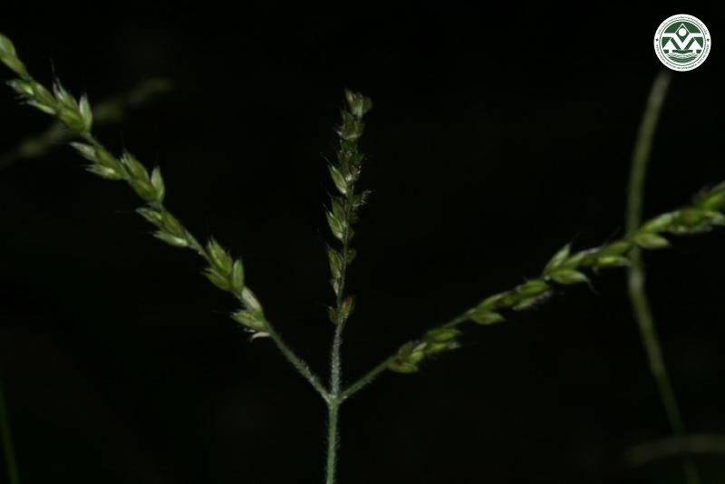 Alloteropsis semialata