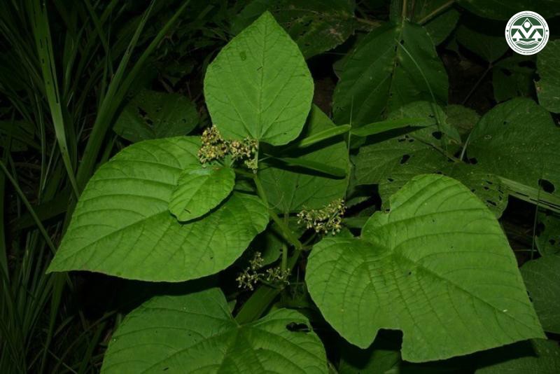 Cissus calcicola