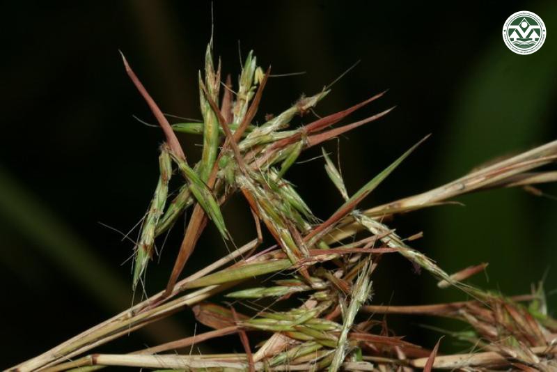 Cymbopogon khasianus