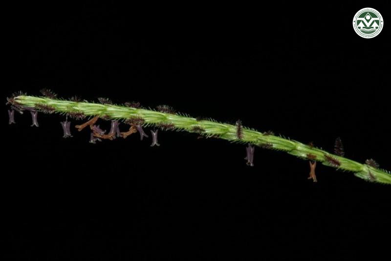 Eremochloa attenuata