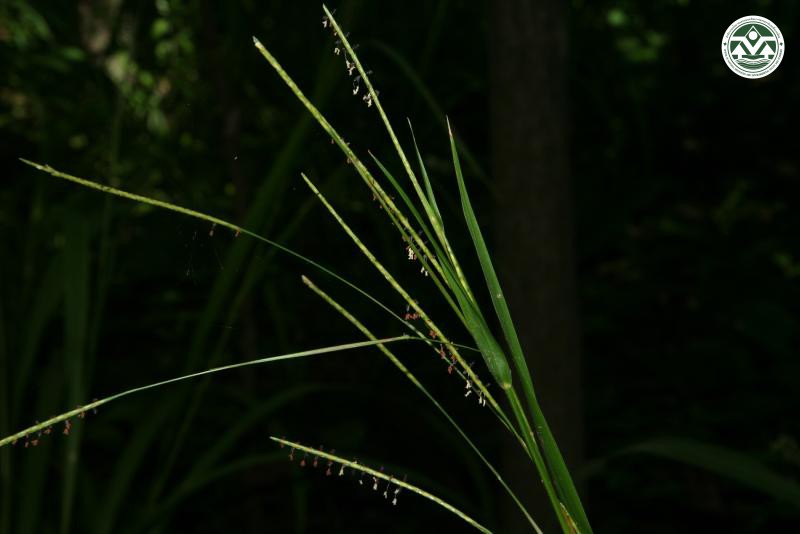 Mensithea striata