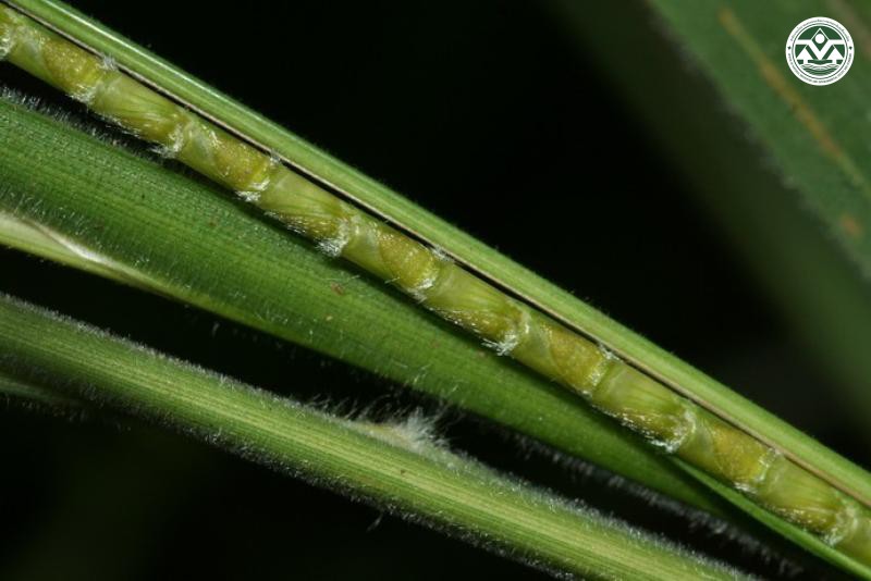 Mnesithea mollicoma