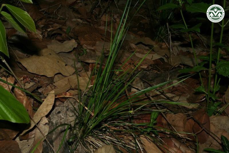 Carex speciosa