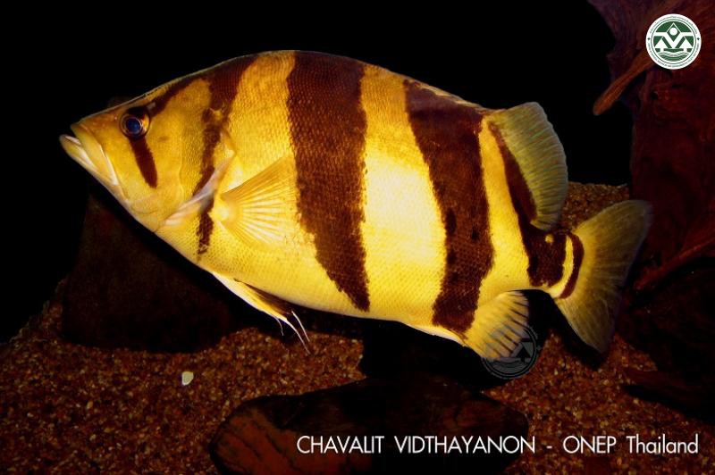 Datnioides pulcher