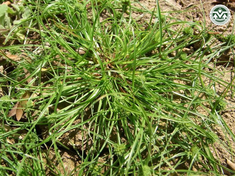 Rhynchospora rubra