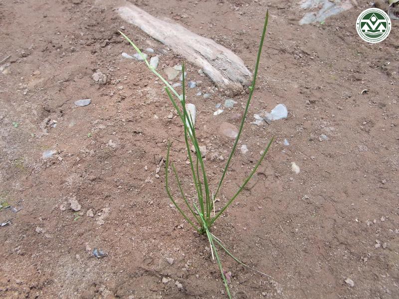 Scirpus juncoides