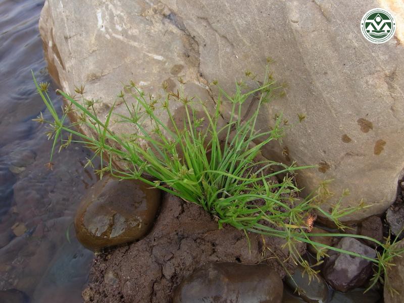 Cyperus haspan