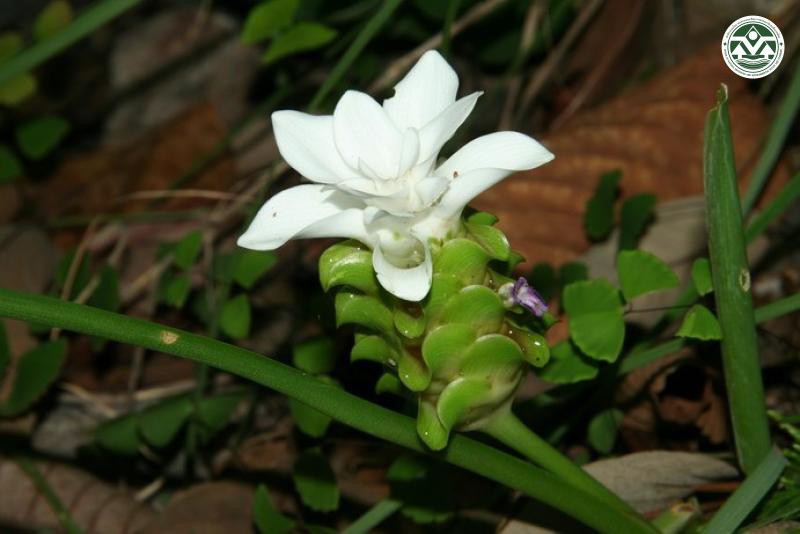 Curcuma parviflora
