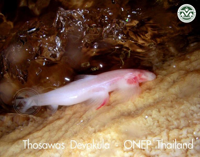 Cryptotora thamicola
