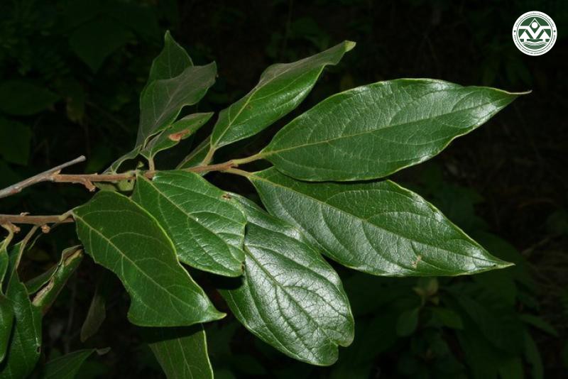 Diospyros glandulosa