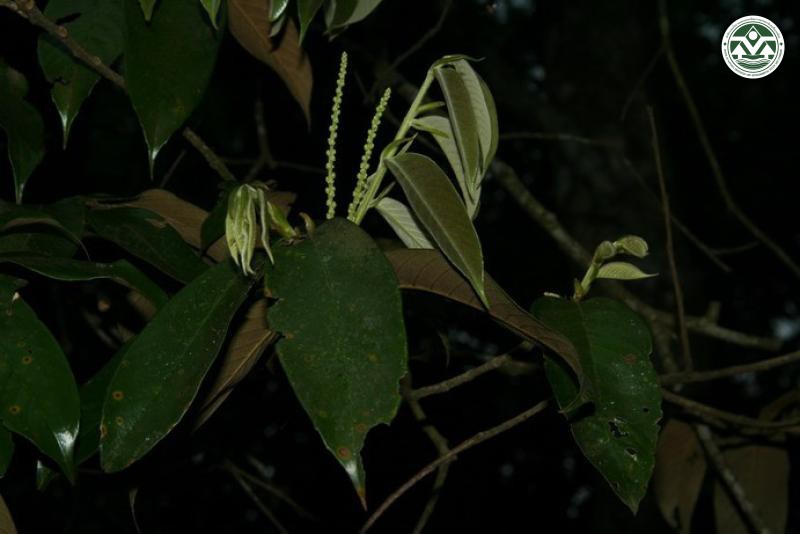 Castanopsis thaiensis