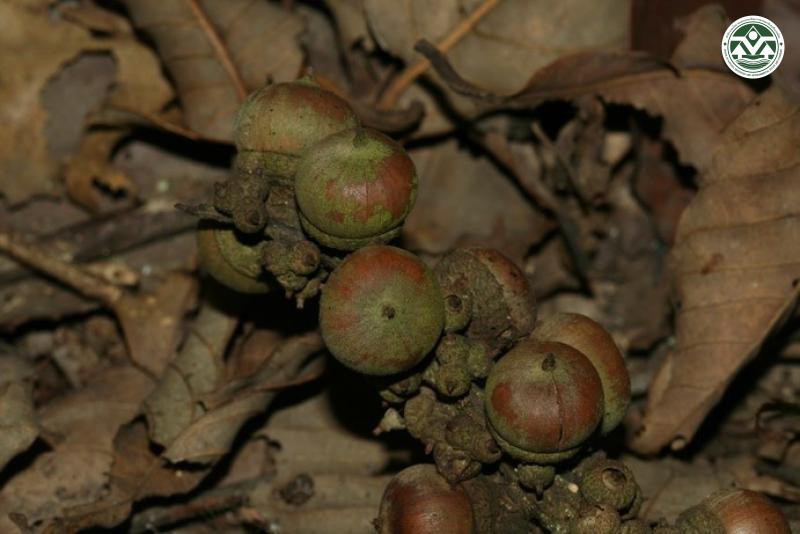 Lithocarpus mekongensis