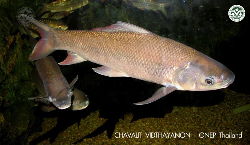 Cirrhinus microlepis