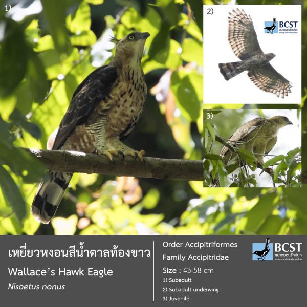 Nisaetus nanus
