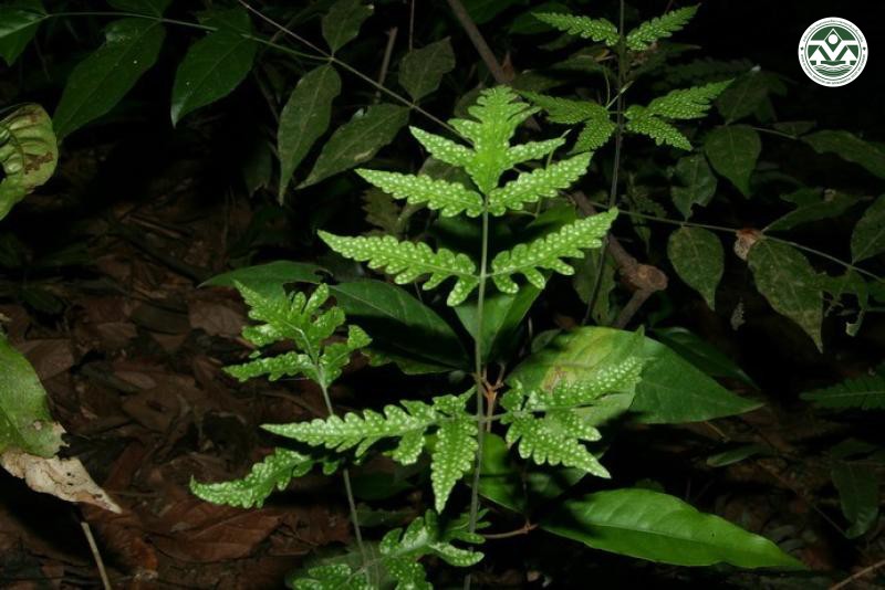 Tectaria griffithii