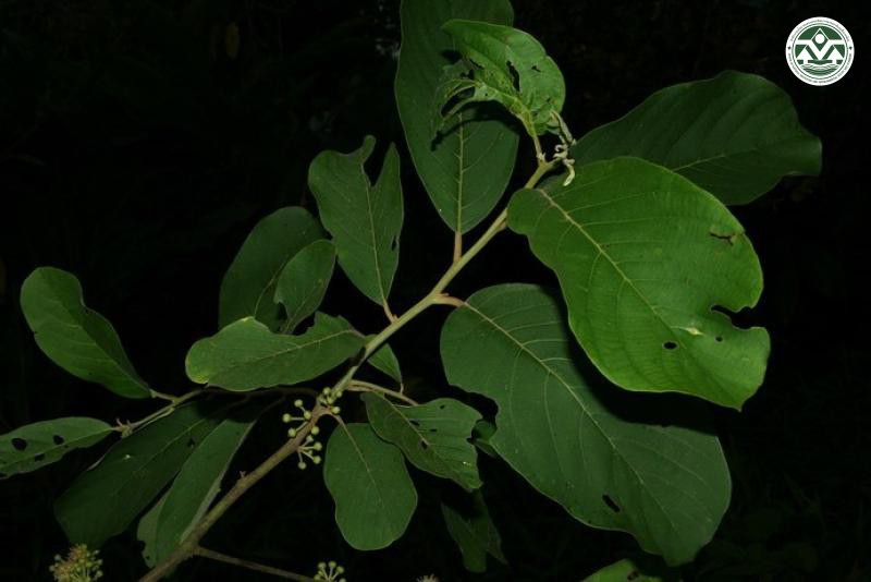 Litsea monopetala