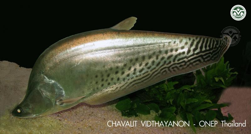 Chitala blanci