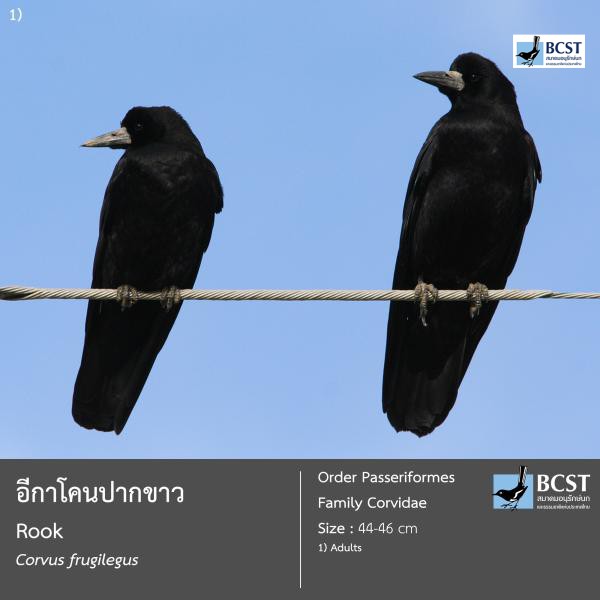 Corvus frugilegus