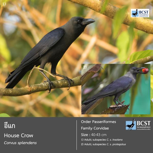 Corvus splendens