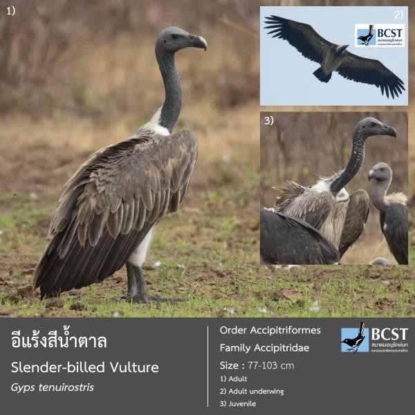 Gyps tenuirostris