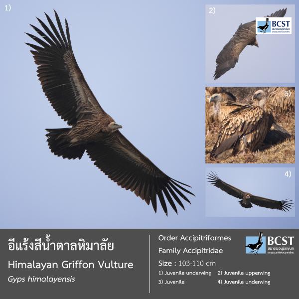 Gyps himalayensis