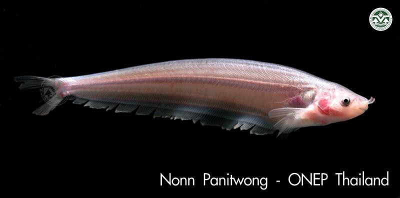 Ceratoglanis pachynema