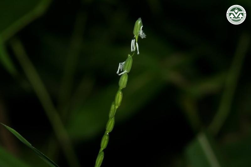Oryza meyeriana