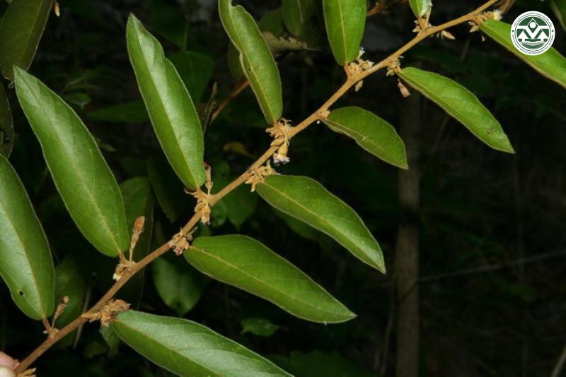 Helicteres angustifolia
