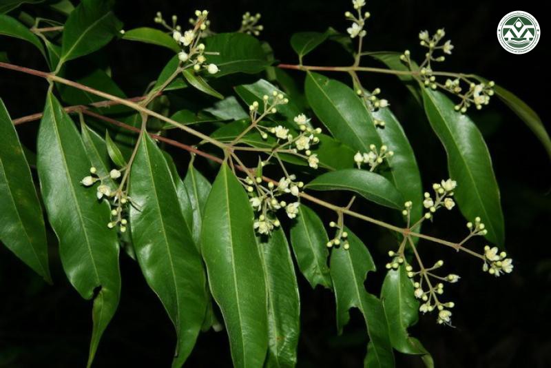 Decaspermum parviflorum