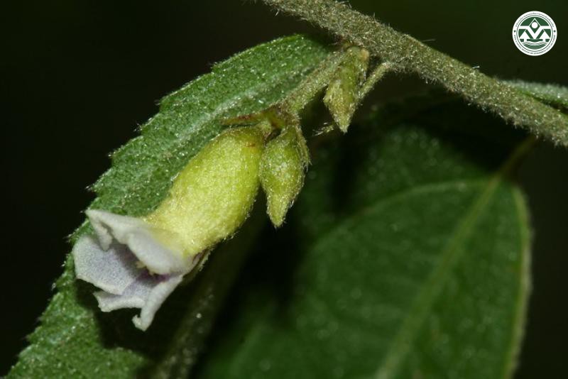 Helicteres elongata
