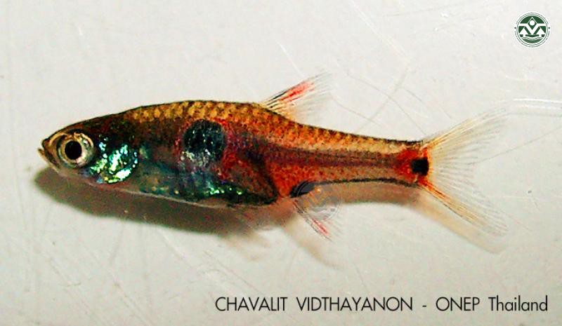 Boraras naevus