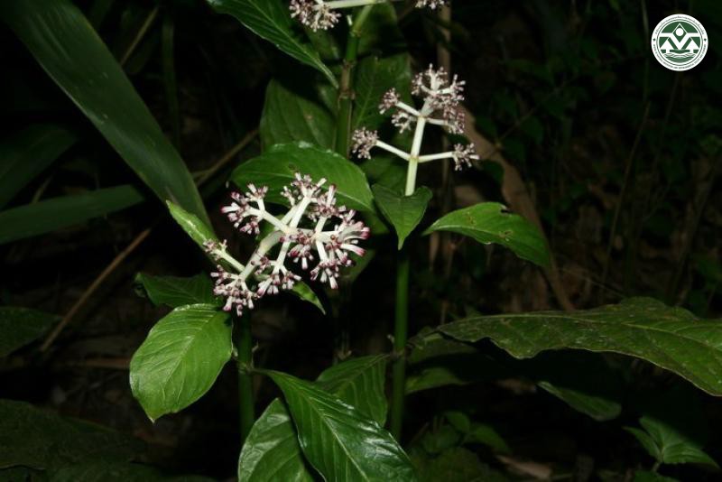 Chassalia curviflora