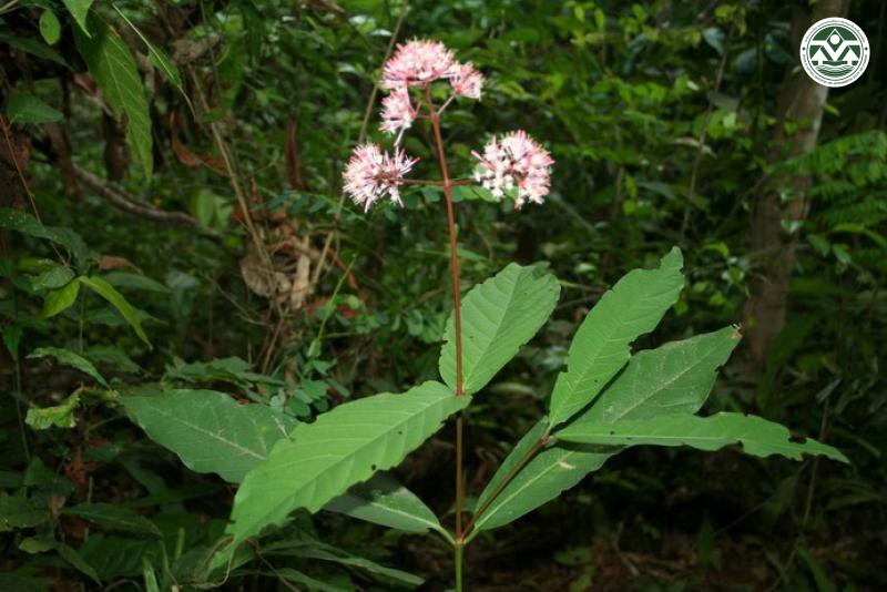 Ixora butterwickii