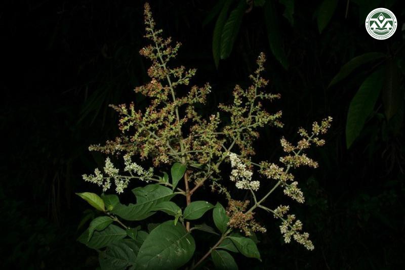Wendlandia paniculata