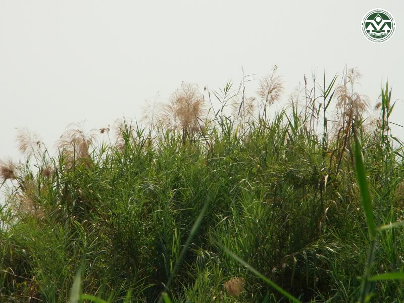 Phragmites karka