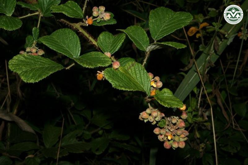 Rubus ellipticus