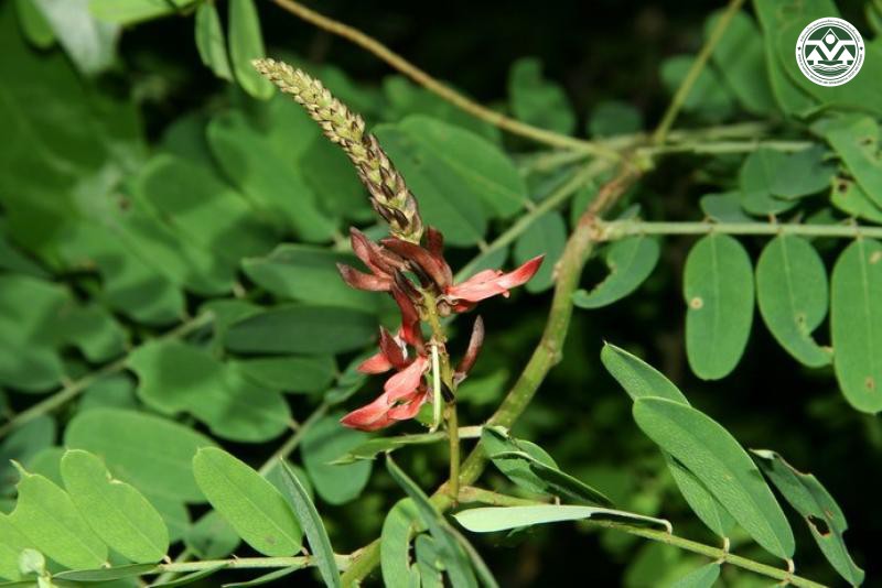 Indigofera sootepensis