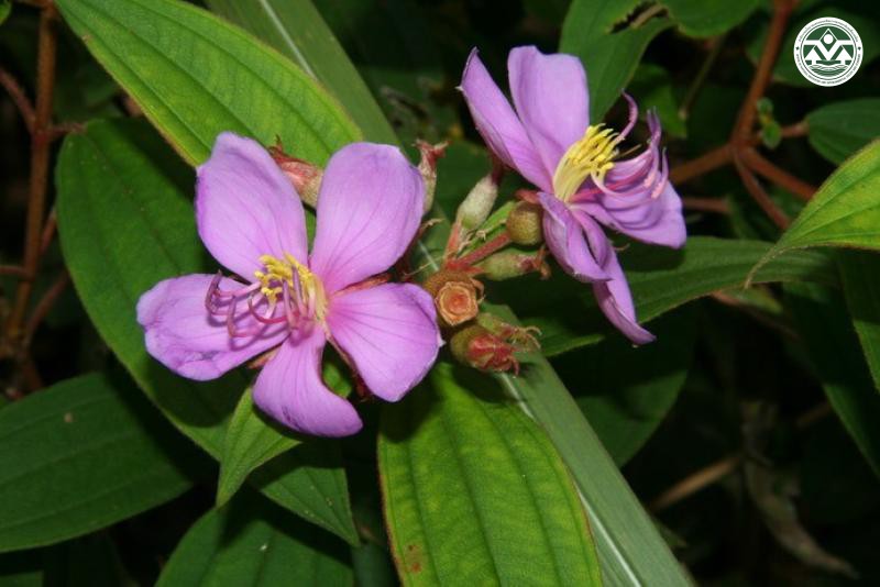 Melastoma malabathricum