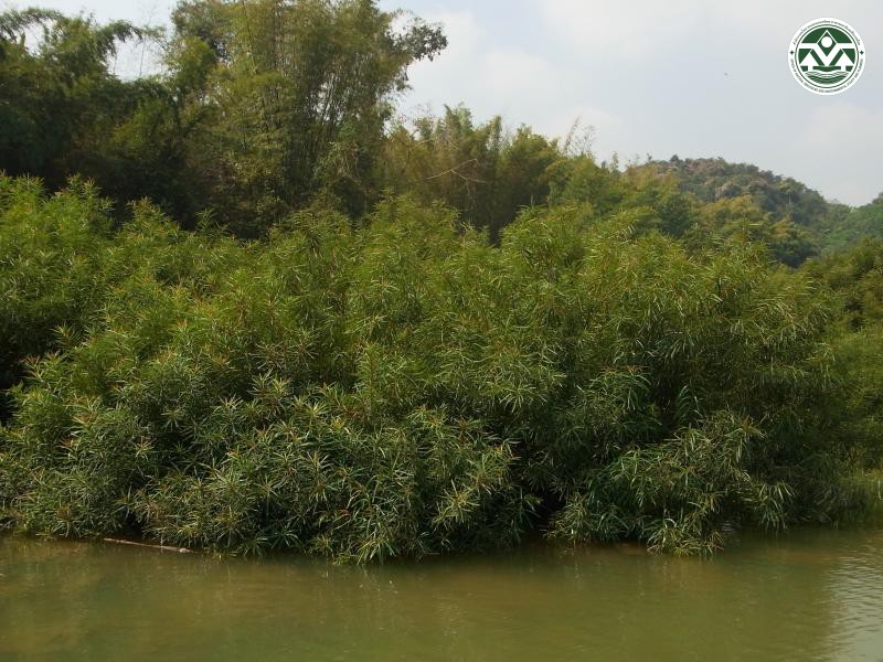 Homonoia riparia