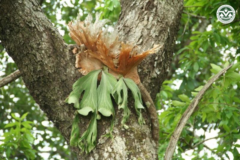 Platycerium wallichii