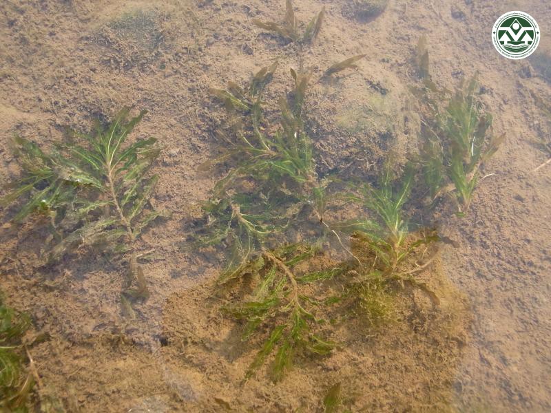 Potamogeton malaianus