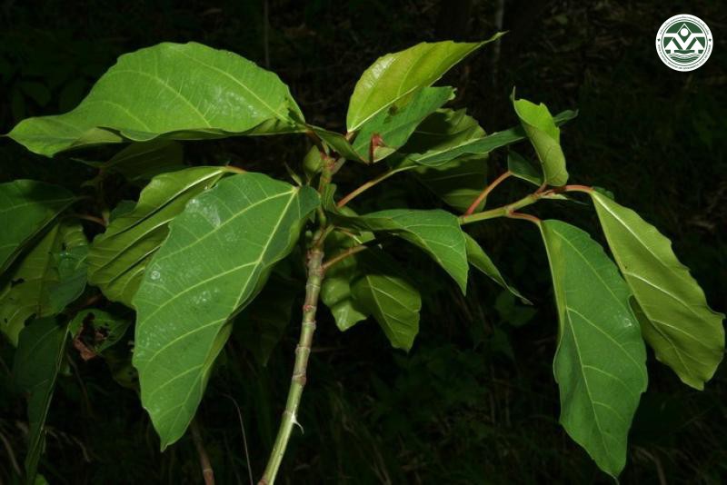 Ficus auriculata
