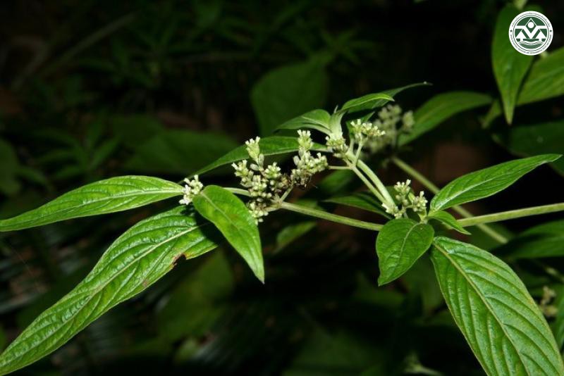 Knoxia sumatrensis