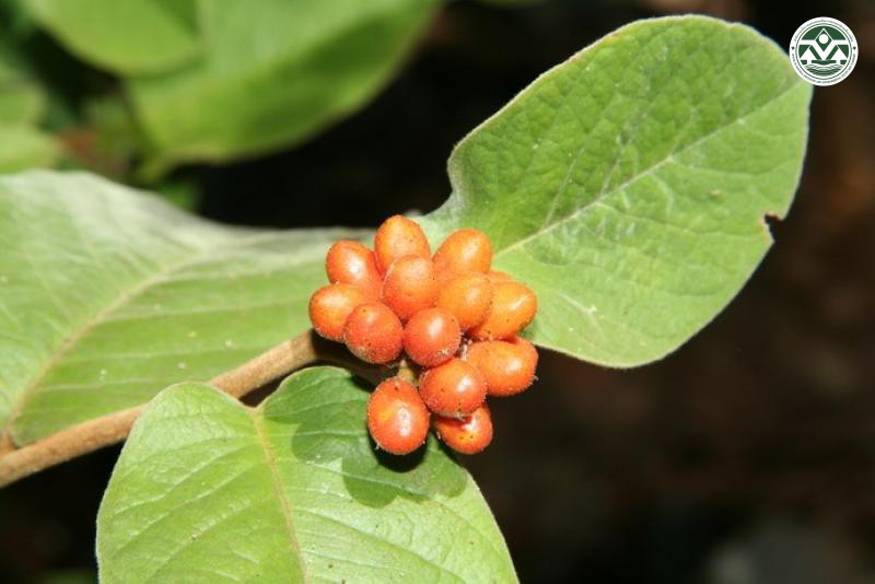 Ellipeiopsis cherrevensis