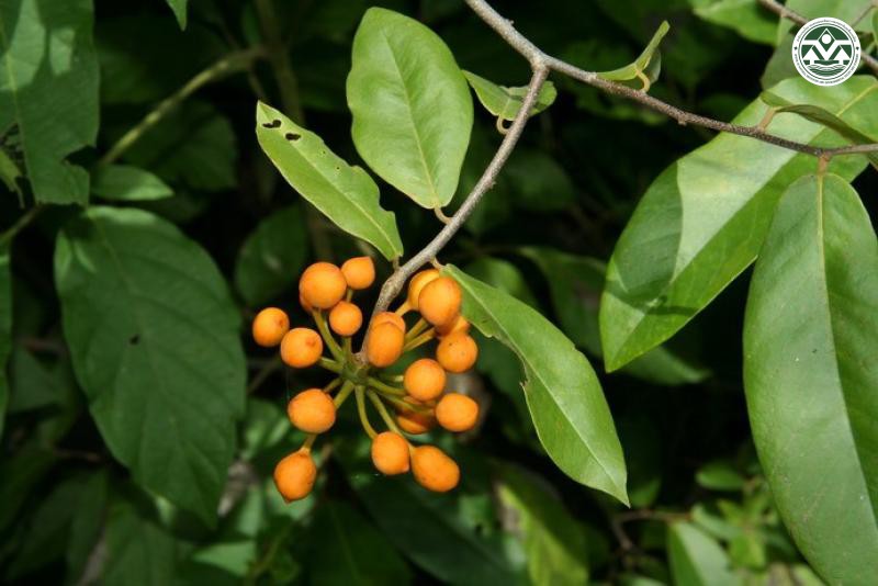 Anomianthus dulcis