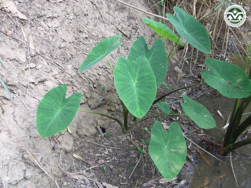Colocasia esculenta