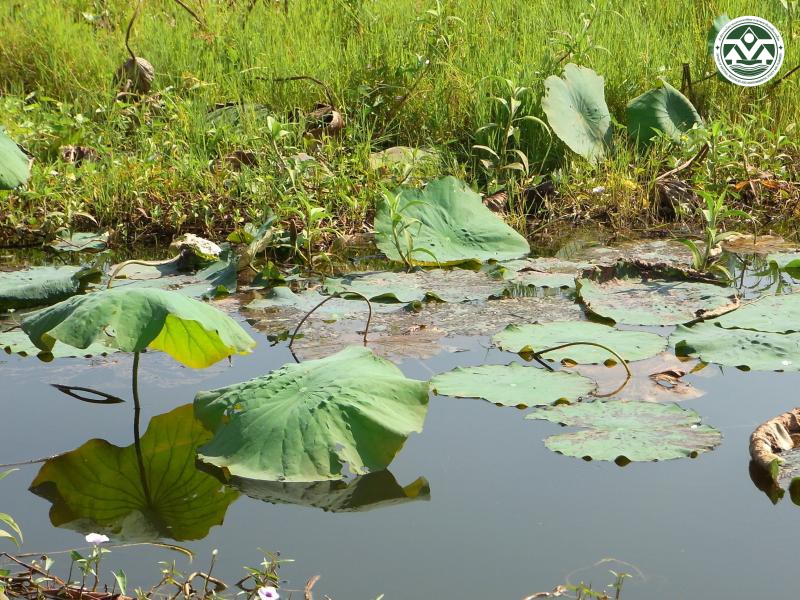 Nelumbo nucifera