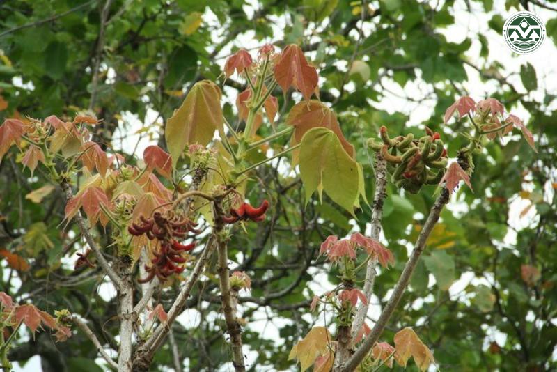 Sterculia villosa